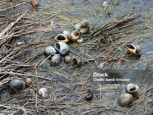 Snail Anmal Shells Snail Shells Stock Photo - Download Image Now - Animal Shell, Gastropod ...