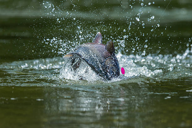 pêche au saumon royal au canada - yukon photos et images de collection