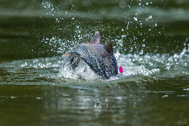 캐나다에서 연어 왕 낚시 - chinook salmon 뉴스 사진 이미지