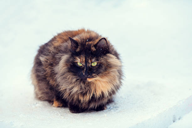 istock Tortoiseshell Siberian cat walking in snow 619083338