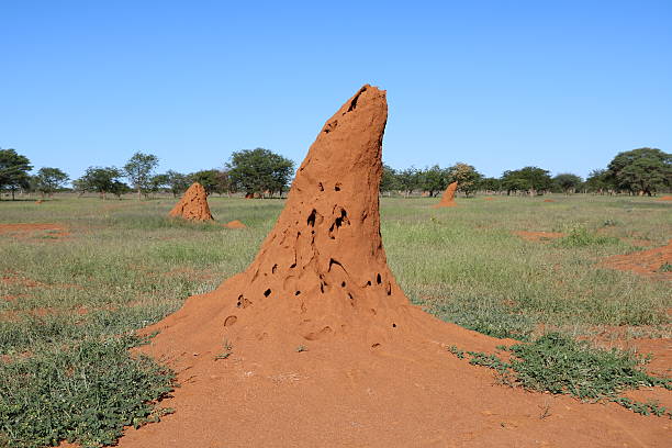 istock High red termite hill in Namibia, Africa 619083562