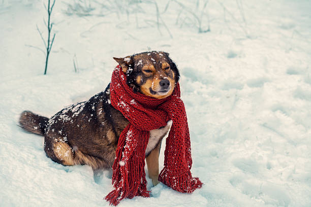 istock dog with knitted scarf tied around the neck 619083690