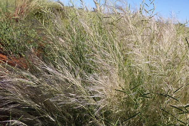 anthoxanthum aristatum - sweet grass fotografías e imágenes de stock