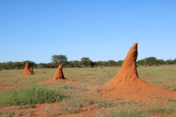 istock Landscape in Namibia with red termite hills, Africa 619083834