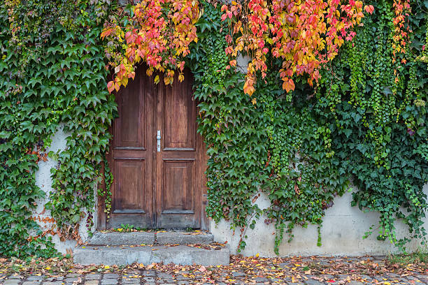 istock Old wooden door overgrown with ivy in fall colors 619084190