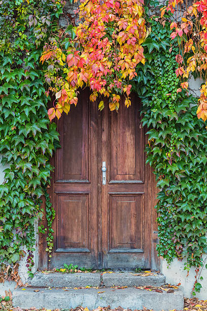 istock Old wooden door overgrown with ivy in fall colors 619084270