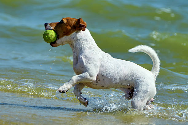 istock Jack Russell carries the ball 619084714
