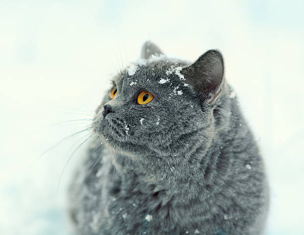 istock Blue British Shorthair cat walking in snow 619084870