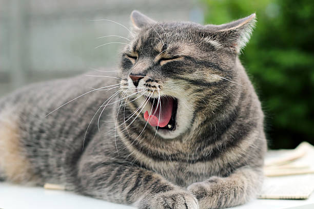 istock Beautiful gray  relaxing  elegant cat yawning 619085152