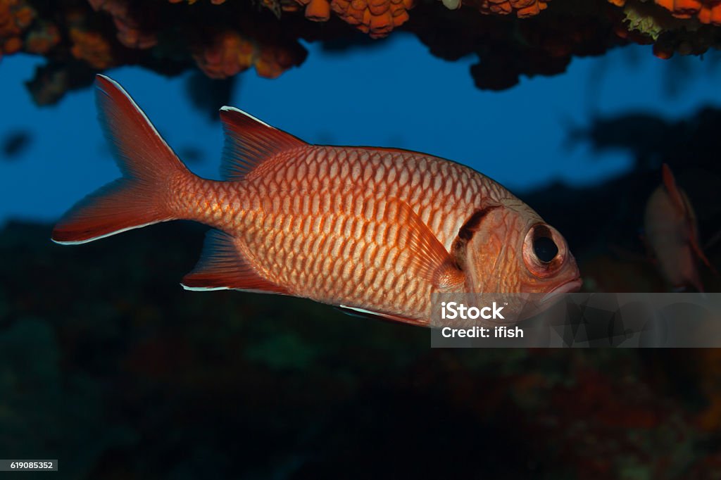 Pinecone Soldierfish Myripristis murdjan, Small Cave, Outer Reef, Praslin, Seychelles. Pinecone Soldierfish Myripristis murdjan hiding in little cave during daytime  Animal Stock Photo