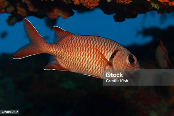 Pinecone Soldierfish Myripristis Murdjan Small Cave Outer Reef Praslin Seychelles Stock Photo - Download Image Now