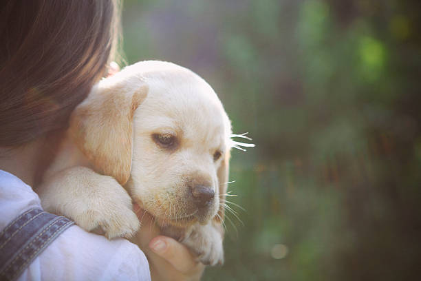 Little girl with a Golden retriever puppy Little girl with a Golden retriever puppy. Sunset knee to the head pose stock pictures, royalty-free photos & images