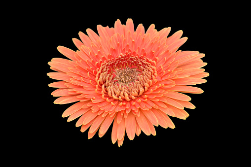 A orange African Daisy on a black background.