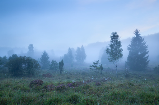 birch trees on heathland in dense fog