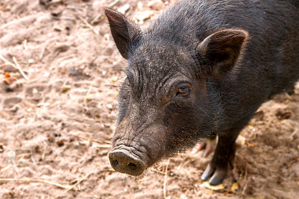 istock Image of black adult pig snout 619086536