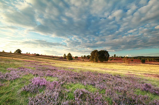 istock heather flowers and beautifuk sky 619088158
