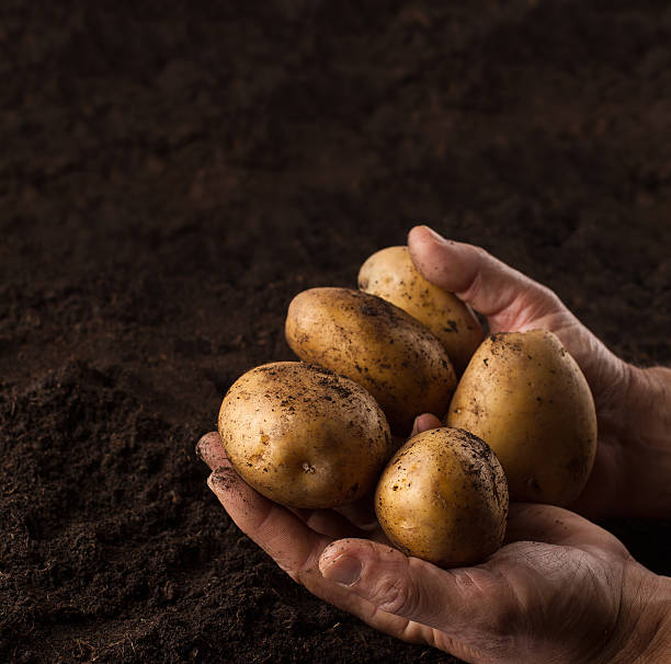 istock farmer hands holding potatoes above black ground 619088644