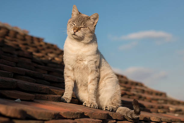 istock Cat sitting and sunshine on the roof 619089468
