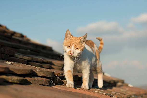 istock Kitty walking over the roof, sunny day 619089504