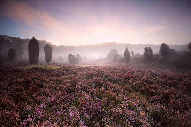 flowering heather during foggy sunrise flowering heather during foggy sunrise, Totengrund, Germany lüneburg heath stock pictures, royalty-free photos & images