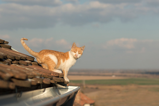 White-ginger kitty is standing on the roof edge, horizon and clouds in background. Sunny day