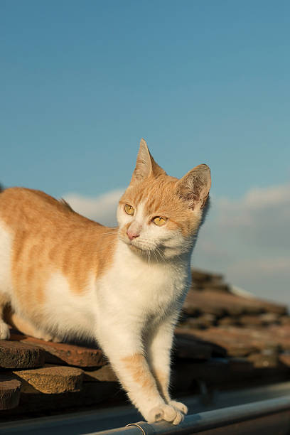 istock Kitty is standing on the roof edge 619089610