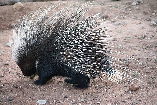 istock Porcupine is eating in Namibia, Africa 619090370