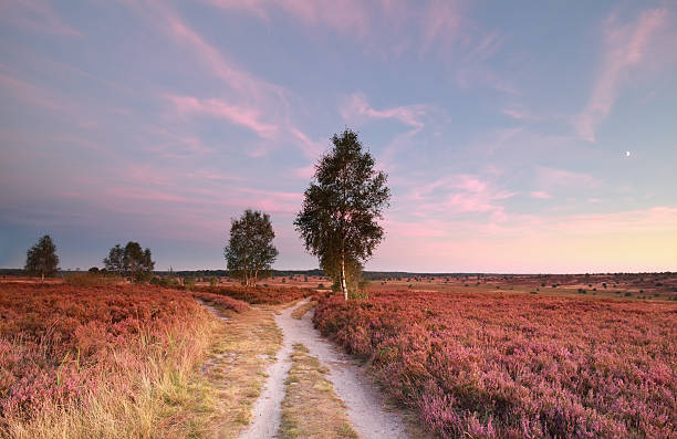 split path at sunset and heather flowers split path at sunset and heather flowers, Wilsede, Germany lüneburg heath stock pictures, royalty-free photos & images