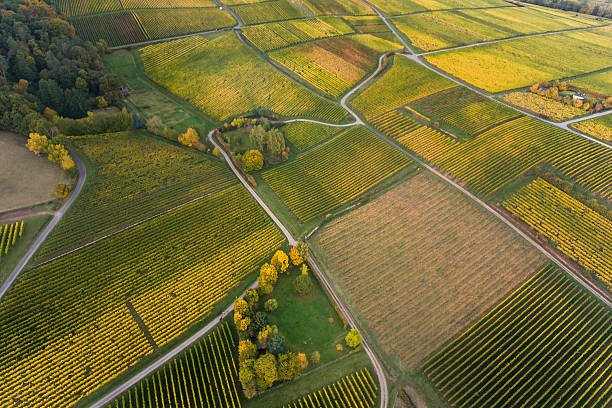 istock Aerial view of vineyards - autumn evening 619090974