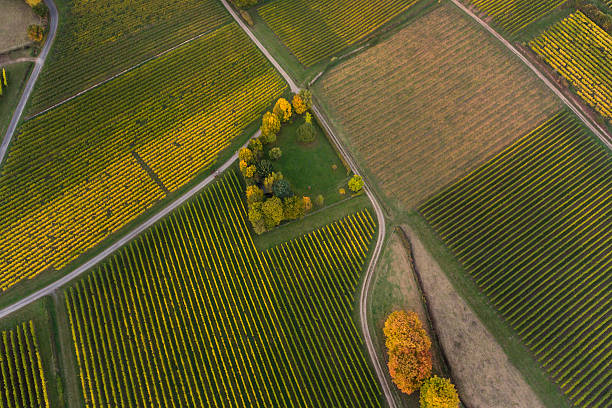 istock Aerial view of vineyards - autumn evening 619090992