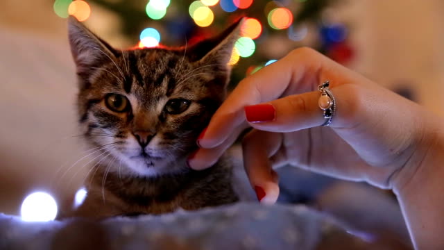 A young woman cuddle cat