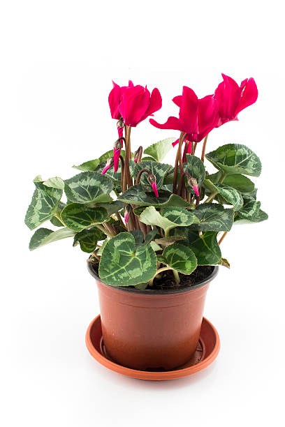 istock Red Cyclamen Potted on a White Background 619228868