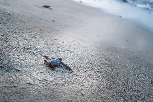 istock Leatherback turtle crawling to the sea on beach, Trinidad, Trini 619229256