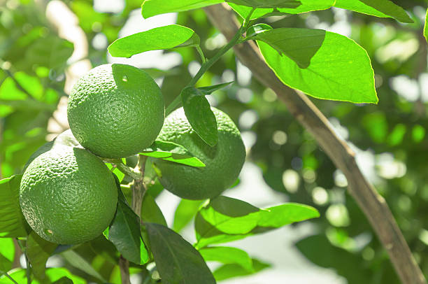 istock Tree with green lime fruits with leaves on the background. 619229290