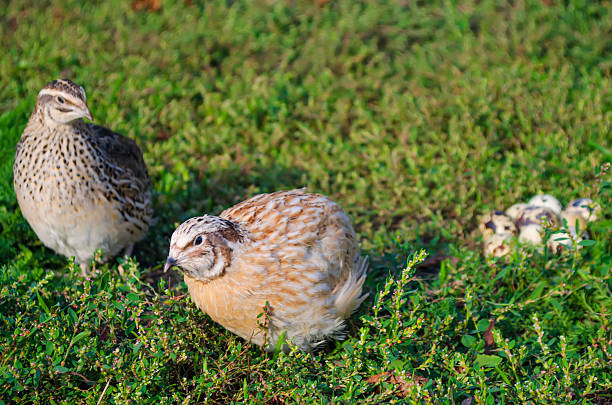 istock quail on a green grass in the spring 619229306