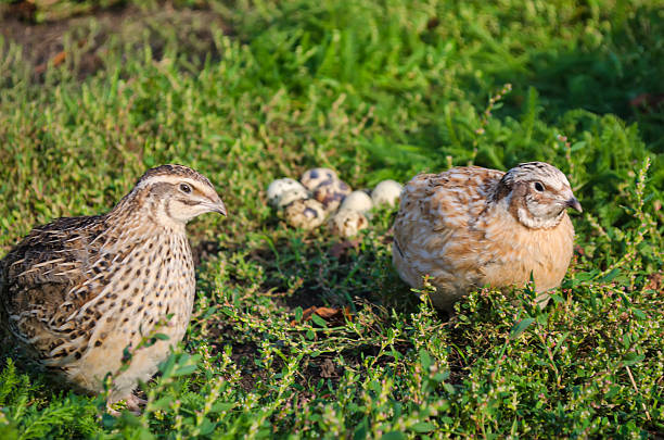 istock quail on a green grass in the spring 619229486
