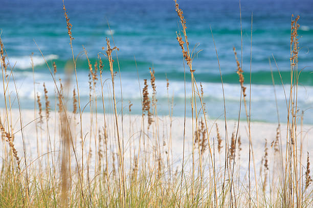 Wild grasses on Henderson state park beach sea coast. Beautiful summer landscape
