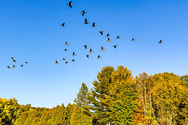 Canada geese flying in v-shape formation at fall stock photo