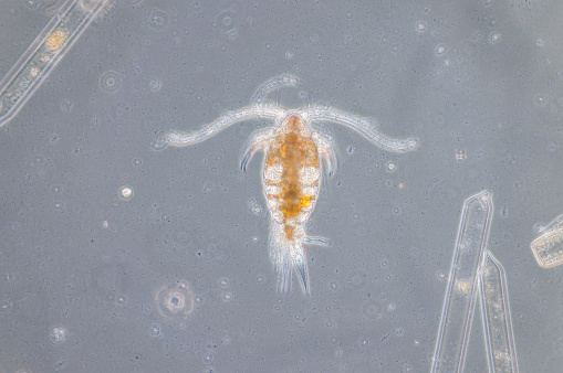 Copepod are a group of small crustaceans found in the sea and nearly every freshwater habitat.