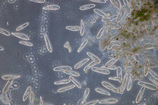paramecium es un género de protozoos ciliados unicelulares. - paramecium fotografías e imágenes de stock