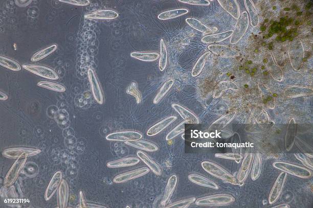 Paramecium Is A Genus Of Unicellular Ciliated Protozoa Stock Photo - Download Image Now