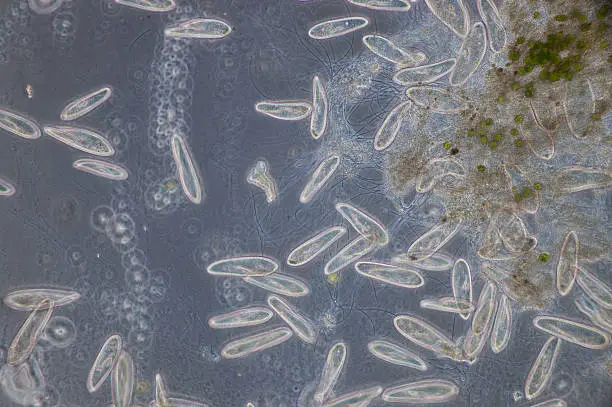 Photo of Paramecium is a genus of unicellular ciliated protozoa