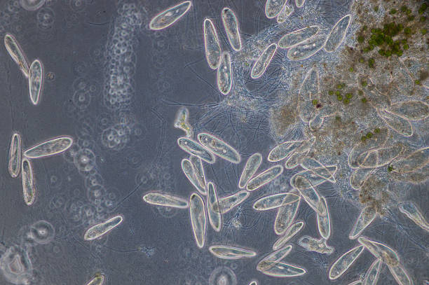 istock Paramecium is a genus of unicellular ciliated protozoa 619231210