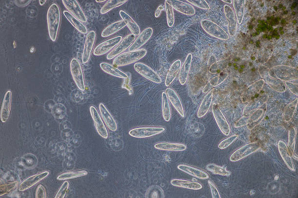 paramecium es un género de protozoos ciliados unicelulares. - paramecium fotografías e imágenes de stock