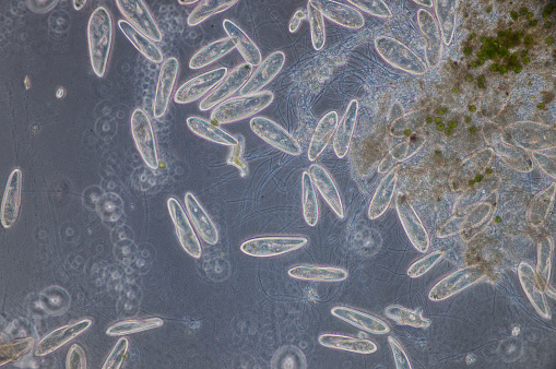 Paramecium is a genus of unicellular ciliated protozoa,  Paramecia are widespread in freshwater, brackish, and marine environments and are often very abundant in stagnant basins and ponds.