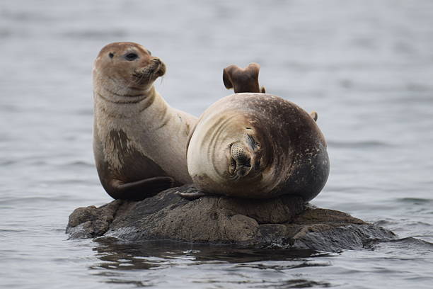 istock Pair of Seals on a Rock 619231548