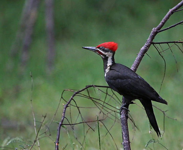 sterty dzięcioła widok boczny - pileated woodpecker animal beak bird zdjęcia i obrazy z banku zdjęć