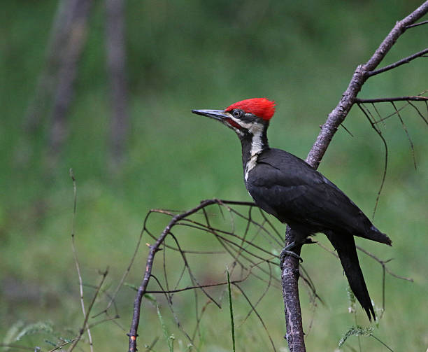 vista lateral do pica-pau-pica-pau - pileated woodpecker animal beak bird - fotografias e filmes do acervo