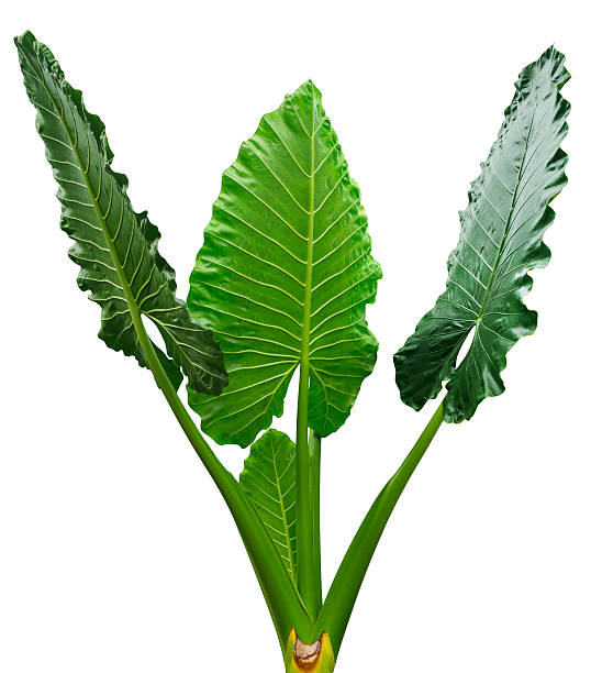 istock Group of tropical leaves isolated on white with clipping path 619232286
