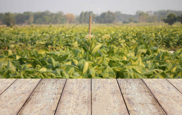 istock Tobacco plant 619233438